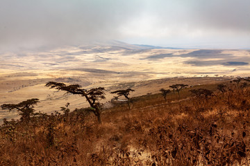 ngorongoro crater - wildebeest in africa