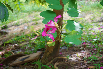 Vibrant beautiful botanic garden with various flowers and leaves in spring time with purple blurred background