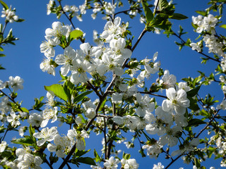 White cherry flowers blossom against the background of a blue sky. A lot of white flowers in sunny spring day. Selective focus.