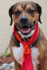 Portrait of a Smiling Hound Mix Dog Wearing a Scarf 