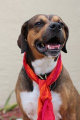 Portrait of a Smiling Hound Mix Dog Wearing a Scarf 