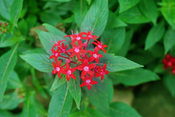 Vibrant beautiful botanic garden with various flowers and leaves in spring time with purple blurred background