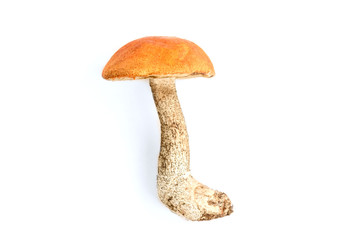 Aspen mushrooms isolated on white background