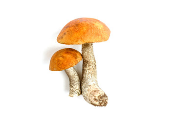 Aspen mushrooms isolated on white background