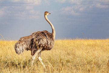ostrich in africa