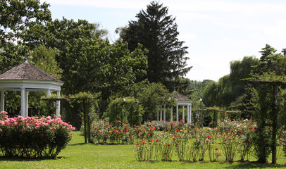 rose garden in summer