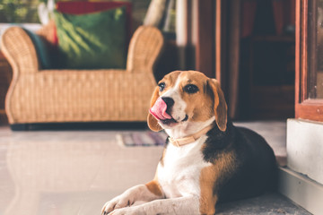 Portrait of cute female beagle dog.