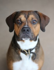 Portrait of a dog isolated on tan background Sitting 