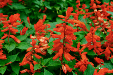 Vibrant beautiful botanic garden with various flowers and leaves in spring time with purple blurred background