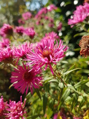 Obraz premium Sommerblumen