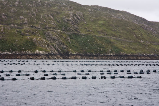 Oyster Beds