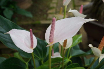 Obraz premium Beautiful colorful red and orange Heart of Hawaii Flamingo Flower Anthurium flowers with green leaves beautiful flowers in spring time 