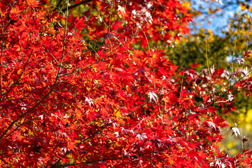 Takatsudo Gorges wrapped in autumn leaves / Takatsudo Gorges is a valley in Takatsudo Omama-machi, Midori-city, Gunma Prefecture, Japan.