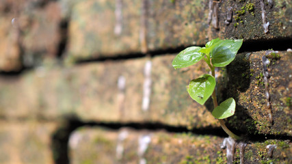 Trees growing in the brick. Ancient old red brick wall with small green tree sprout in wall. Concept of hope and rebirth or new life.