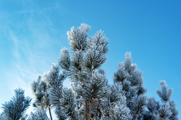 White hoarfrost on green pine.