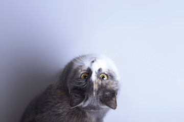 Obraz premium beautiful tricolor cat with big round yellow eyes on gray studio background top view, favorite looking up, concept animals