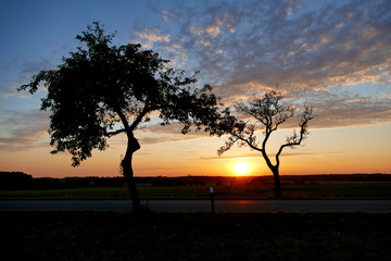 Fototapeta na wymiar Tree in sunset