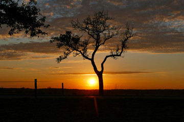 Tree in sunset