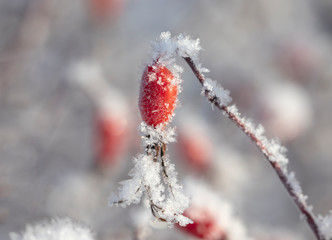 Rosehip berry on a branch with snowflakes