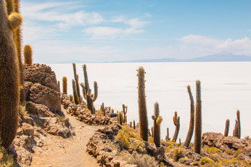 Incahuasi island ( Cactus Island) located at Salar de Uyuni in Bolivia.
