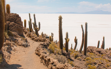Incahuasi island, Uyuni Saline (Salar de Uyuni), Aitiplano, Bolivia.