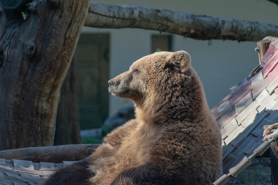 Orso bruno di profilo