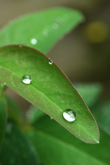 Water Droplets on Green Leaf