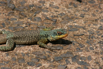 Lizard