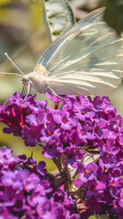 Smartphone HD wallpaper of macro of cabbage white butterfly on flower