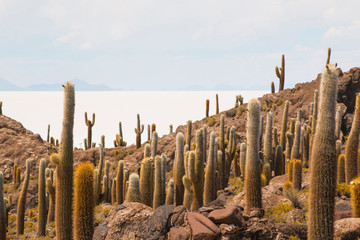 Cactus on Incahuasi island, Salar de Uyuni, Bolivia.