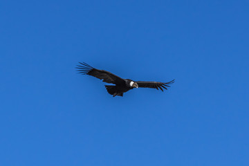 Condor flies over the valley