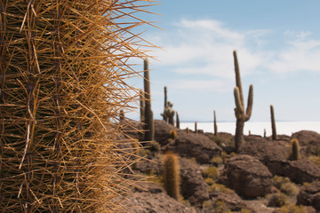 Incahuasi island, Uyuni Saline (Salar de Uyuni), Aitiplano, Bolivia.