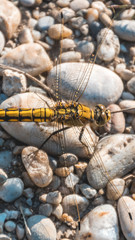 Smartphone HD wallpaper of macro of dragonfly on the ground