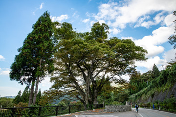 樹木