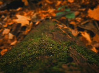 moss and autumn leaves