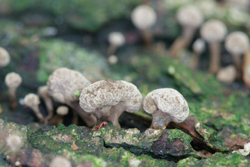 Fenugreek stalkball fungus, Phleogena faginea