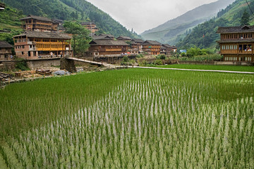 Paddy fields and Traditional Wooden houses Village of Red Yao tribe. Longsheng Huangluo Yao...
