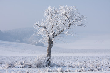Gefrorener Baum