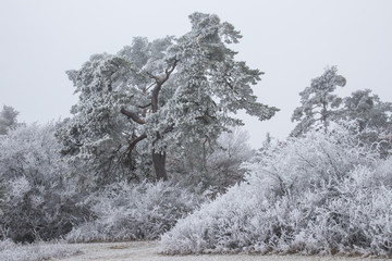 Winterlandschaft: Waldrand und Hecke im Raureif