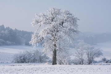 Baum und Hecke im Frost (Winterlandschaft)