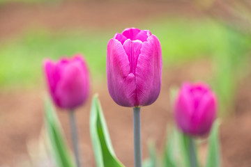 Three purple tulips with leaves in blur