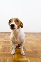 jack russel terrier on white background