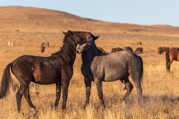 Obraz na płótnie Canvas Wild Horse Stallions Sparring in the Utah Desert