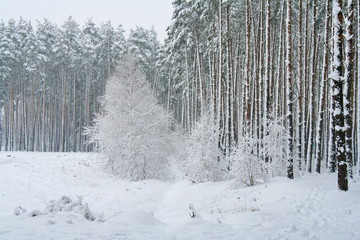 road in winter forest