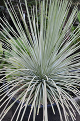 plant, green, leaf, garden, nature, agriculture, leaves, food, vegetable, field, organic, cabbage, growth, farm, fresh, farming, natural, vegetables, gardening, growing, plantation, grow, cactus