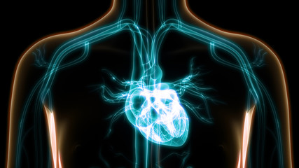 Fototapeta na wymiar Human Circulatory System Anatomy