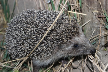 Ёжик