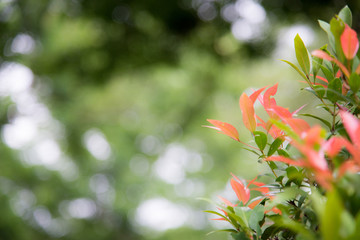 Natural green plants for background or wallpaper. Close up nature view of green leaf in garden at summer under sunlight.