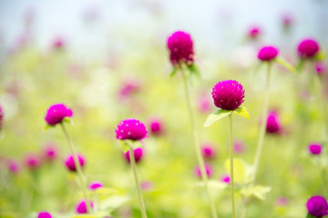 Natural green plants for background or wallpaper. Close up nature view of green leaf in garden at summer under sunlight.
