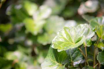 Natural green plants for background or wallpaper. Close up nature view of green leaf in garden at summer under sunlight.